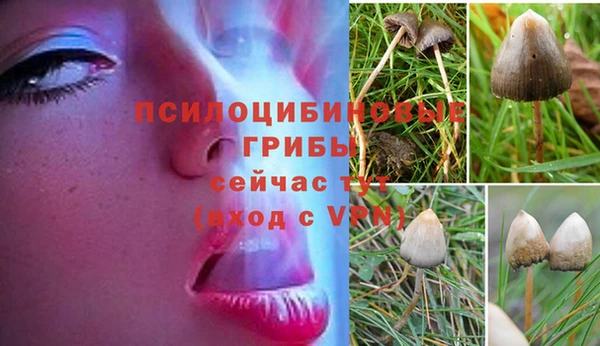 мяу мяу мука Белокуриха